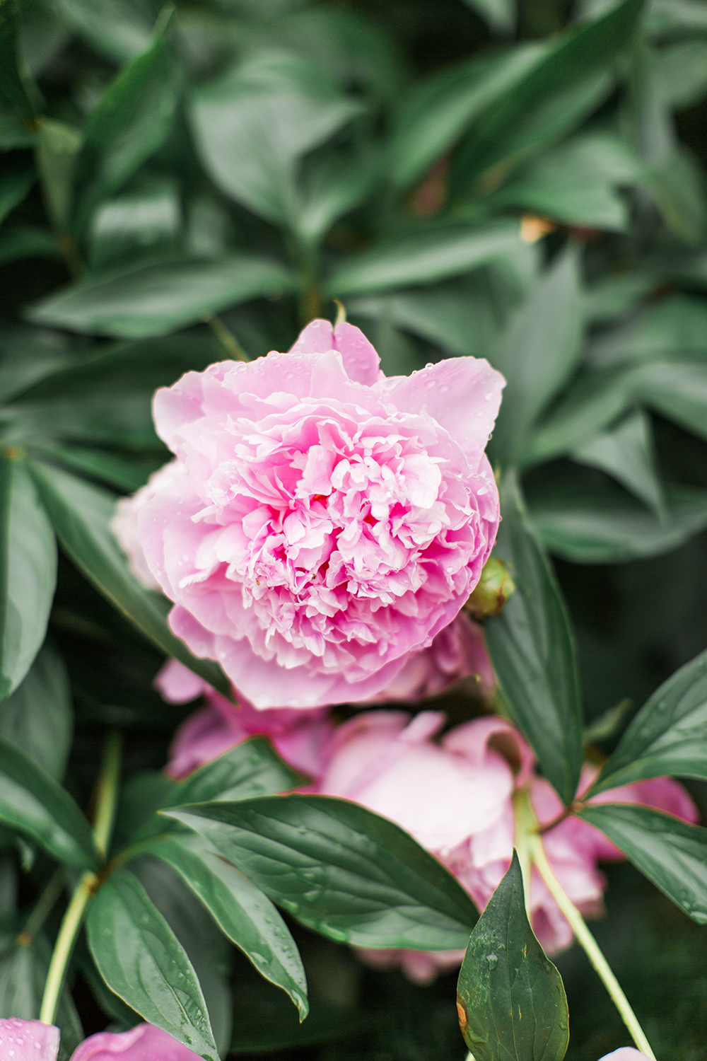 Vermont Photographer