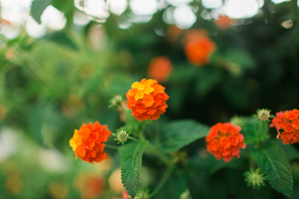 Gstaad Destination Wedding Photography
