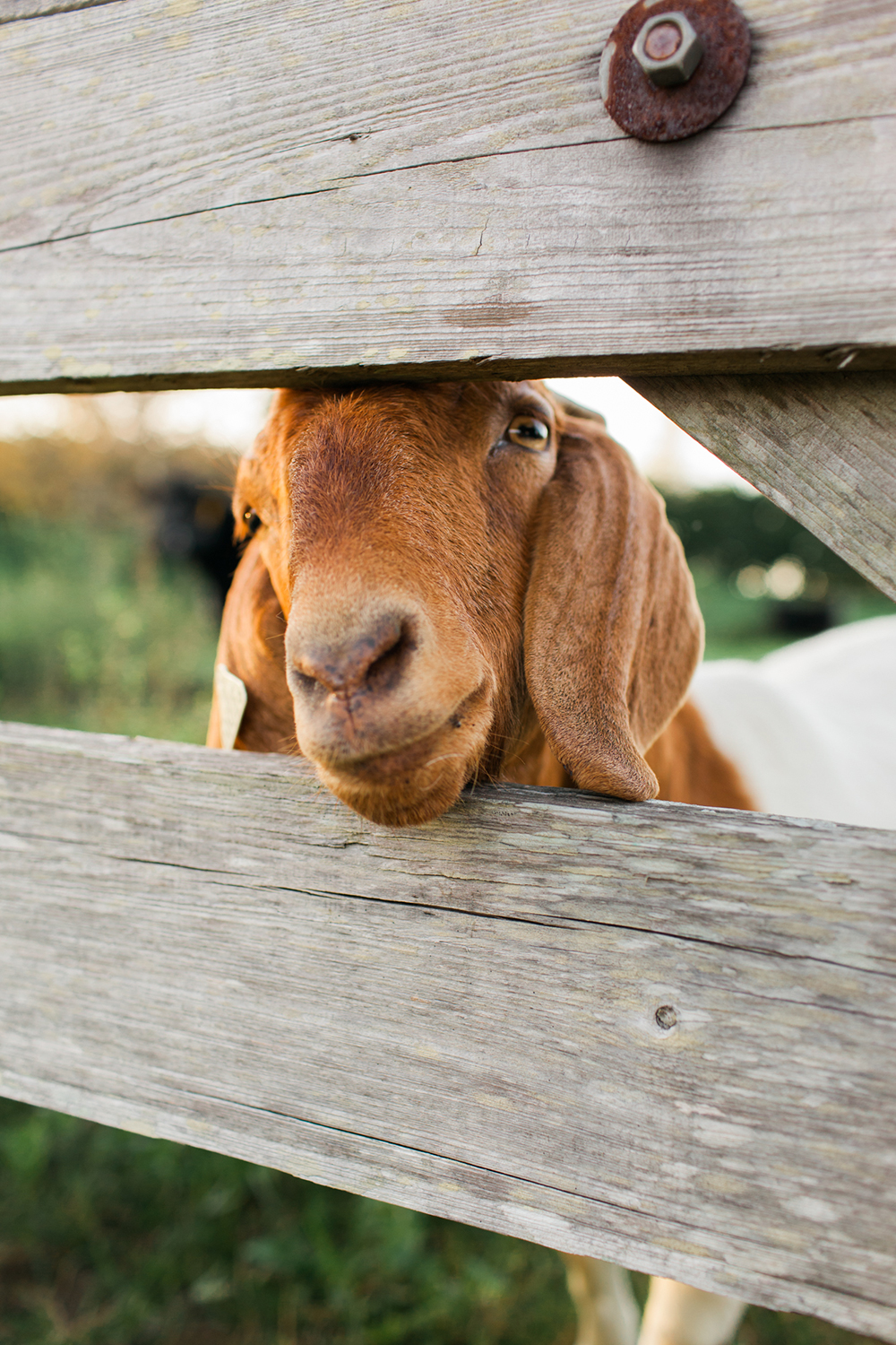 Waldos Secret Garden Wedding Vero Beach Wedding